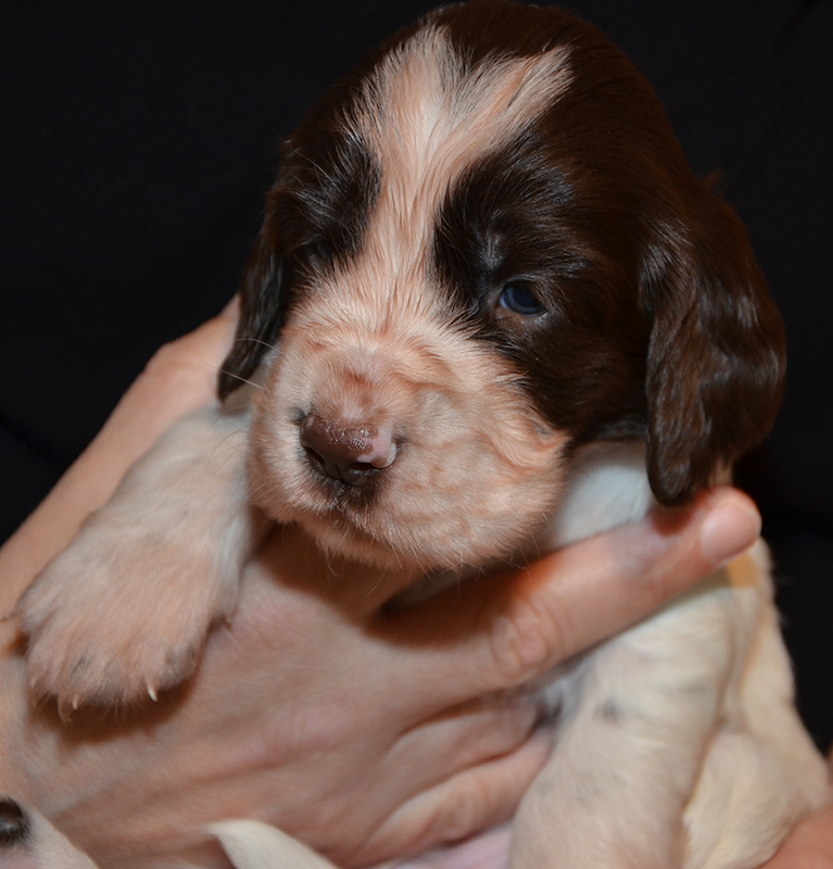 Springer Spaniel Welpen