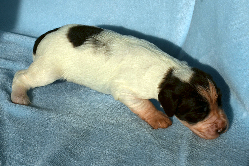 Springer Spaniel Welpen