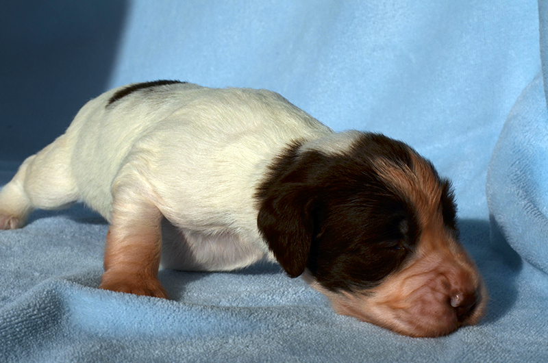 Springer Spaniel Welpen