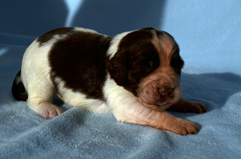 Springer Spaniel Welpen