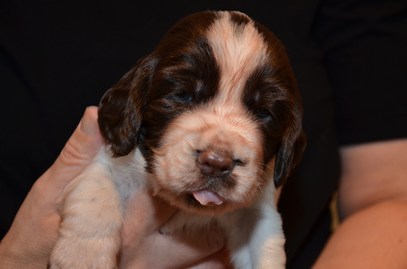 Springer Spaniel Welpen