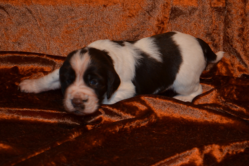 Springer Spaniel Welpen