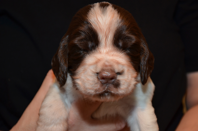 Springer Spaniel Welpen