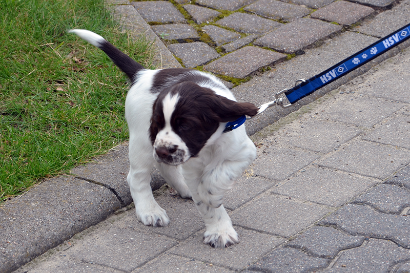 Adam Sandler, der Schulhund