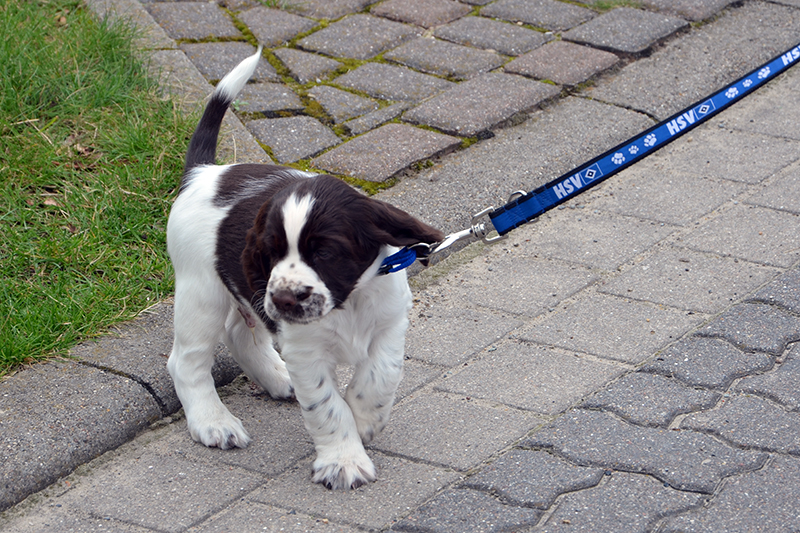 Adam Sandler, der Schulhund