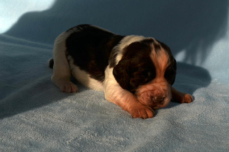 Springer Spaniel Welpen