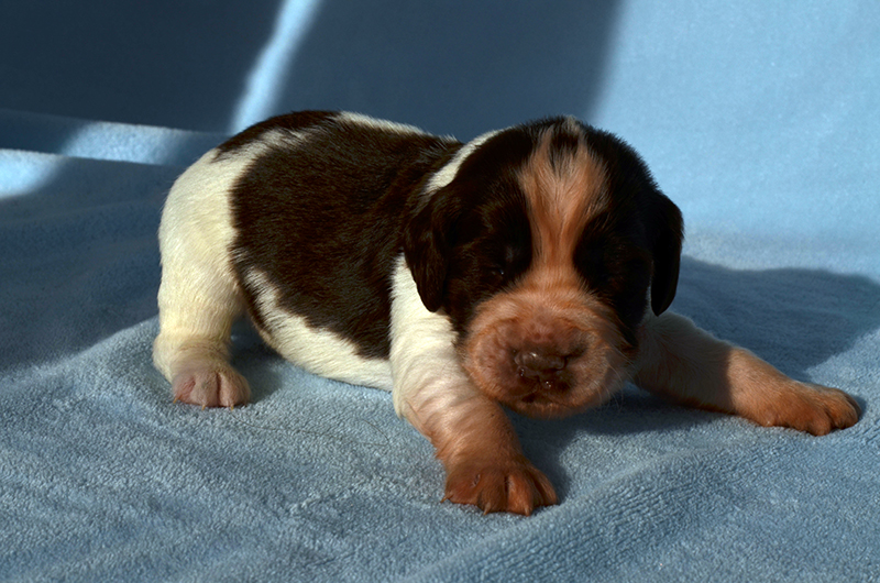 Springer Spaniel Welpen