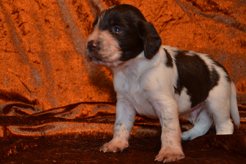 Springer Spaniel Welpen