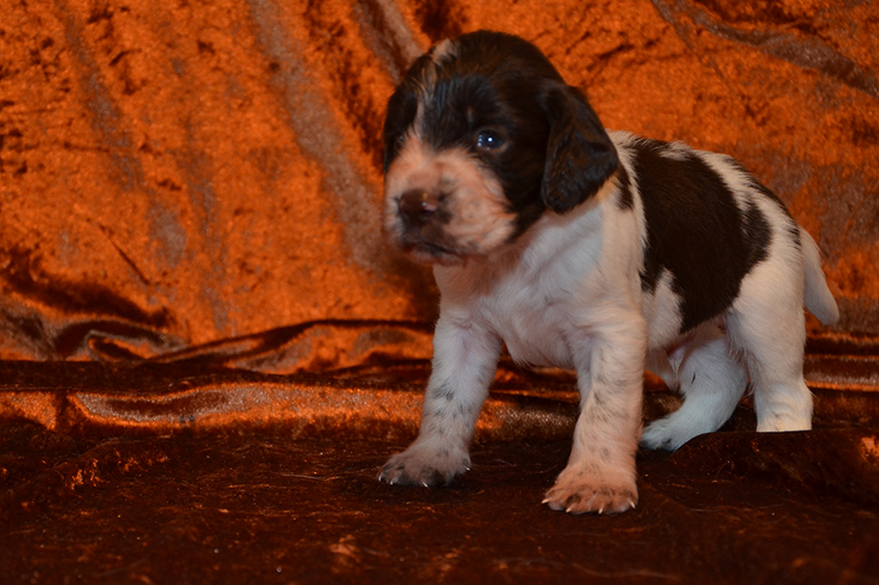 Springer Spaniel Welpen