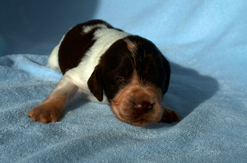 Springer Spaniel Welpen