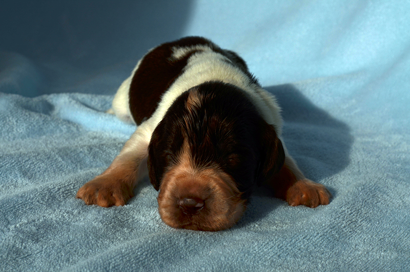 Springer Spaniel Welpen