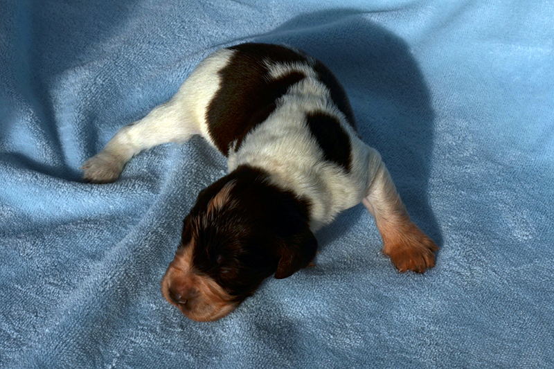 Springer Spaniel Welpen