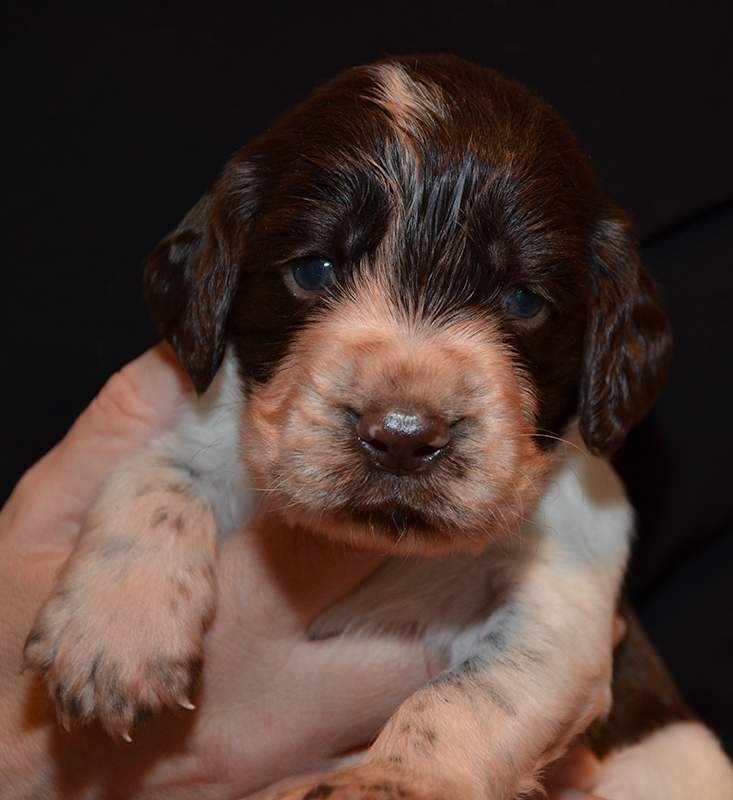 Springer Spaniel Welpen