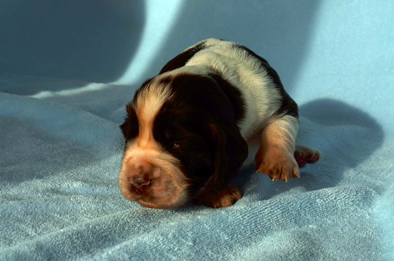 Springer Spaniel Welpen