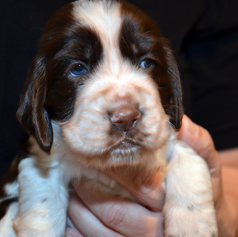 Springer Spaniel Welpen