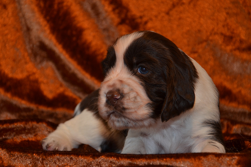 Springer Spaniel Welpen