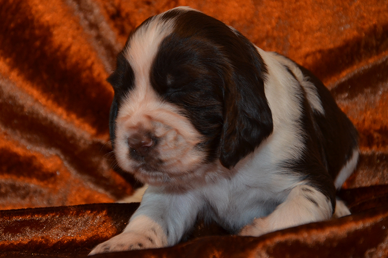 Springer Spaniel Welpen