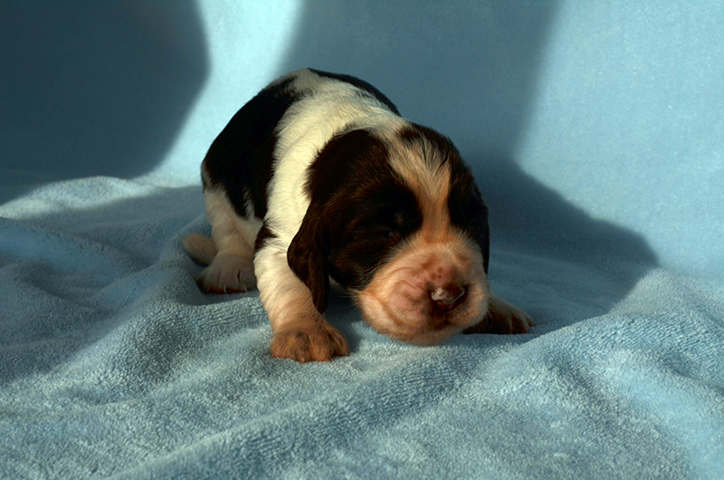 Springer Spaniel Welpen