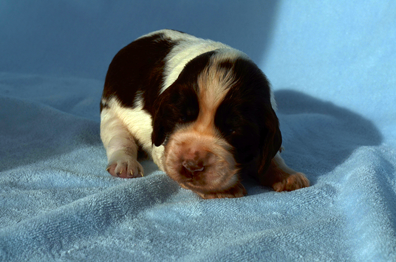 Springer Spaniel Welpen