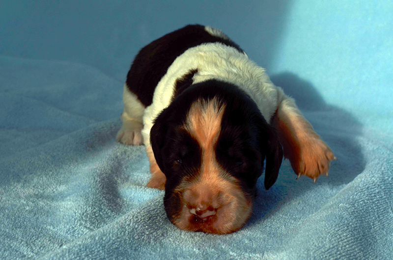 Springer Spaniel Welpen