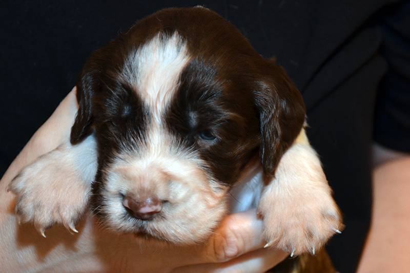 Springer Spaniel Welpen