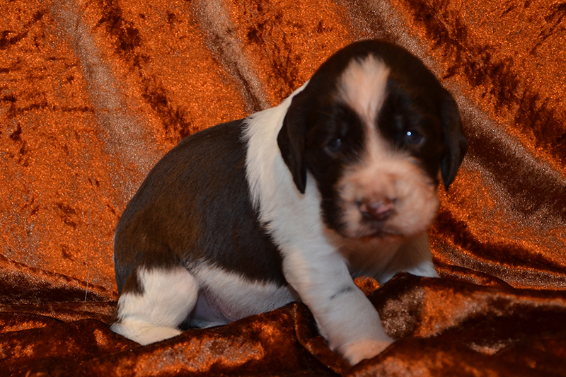 Springer Spaniel Welpen