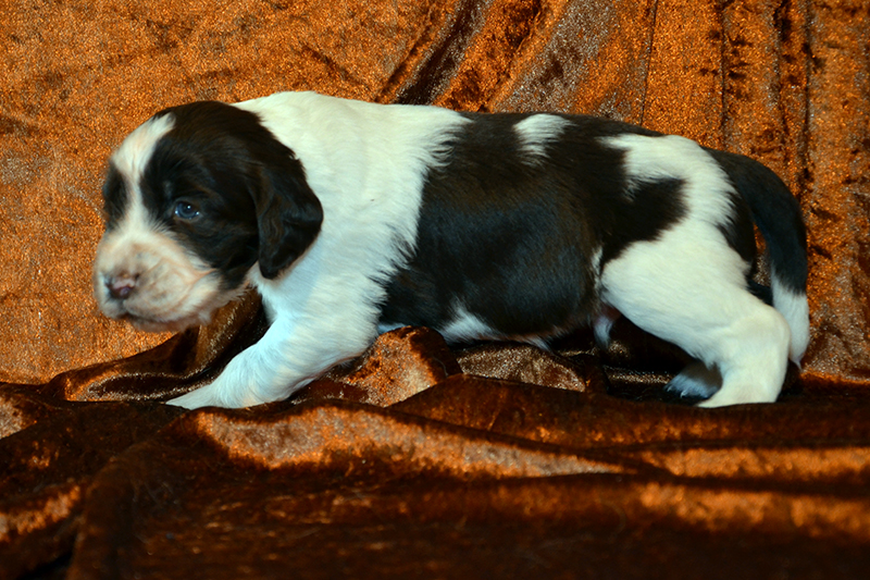 Springer Spaniel Welpen