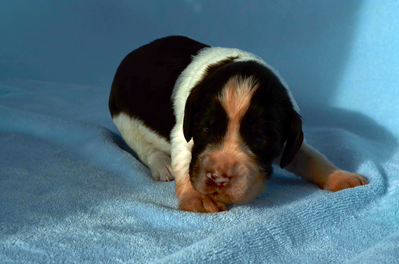 Springer Spaniel Welpen