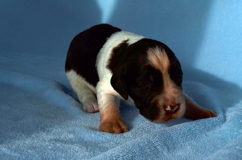 Springer Spaniel Welpen