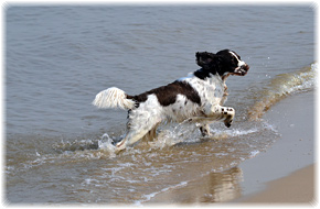 Springer Spaniel Welpen Brown Velvet