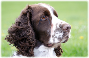 Springerspaniel, Welpen