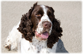 Welpe Welpen Hund Springer Spaniel