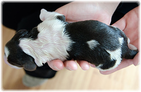 Welpen English Springer Spaniel