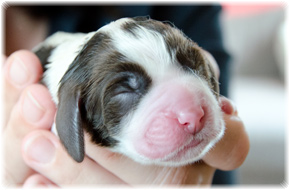 Welpe Springer Spaniel