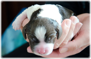 Springerspaniel Welpen