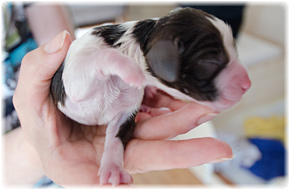 Puppy English Springer Spaniel