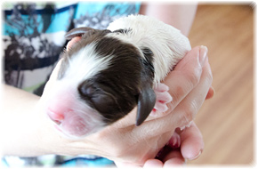 Welpen English Springer Spaniel