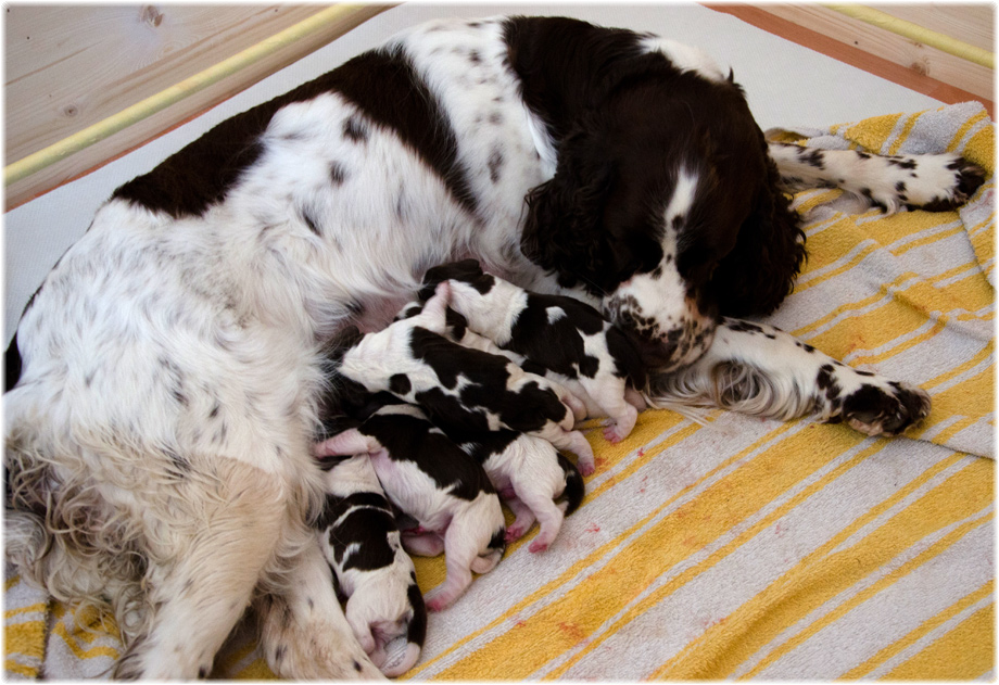 English Springer Spaniel Welpen