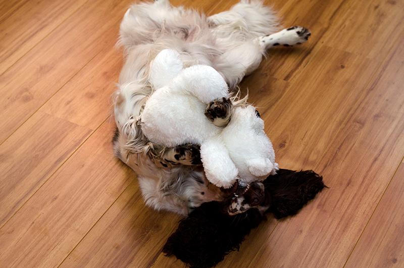 English Springer Spaniel Hund Foto