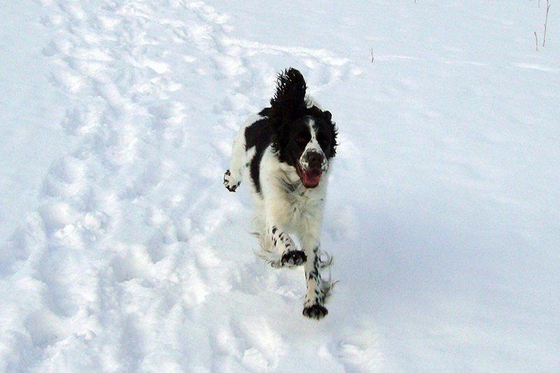 English Springer Spaniel Hund Foto