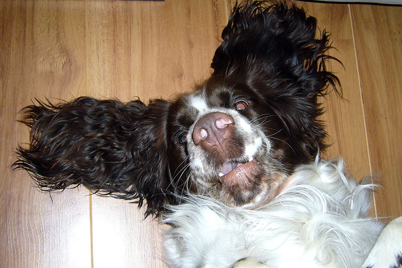 English Springer Spaniel Hund Foto