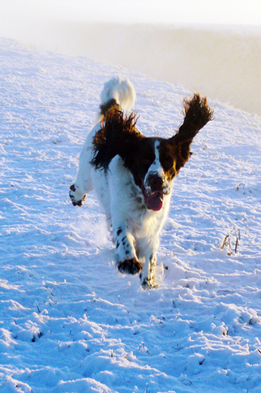 Springerspaniel Foto Hund