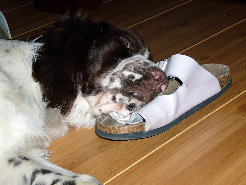 Springerspaniel Foto Hund