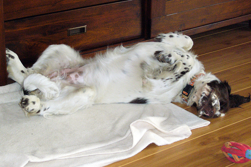 Springerspaniel Foto Hund