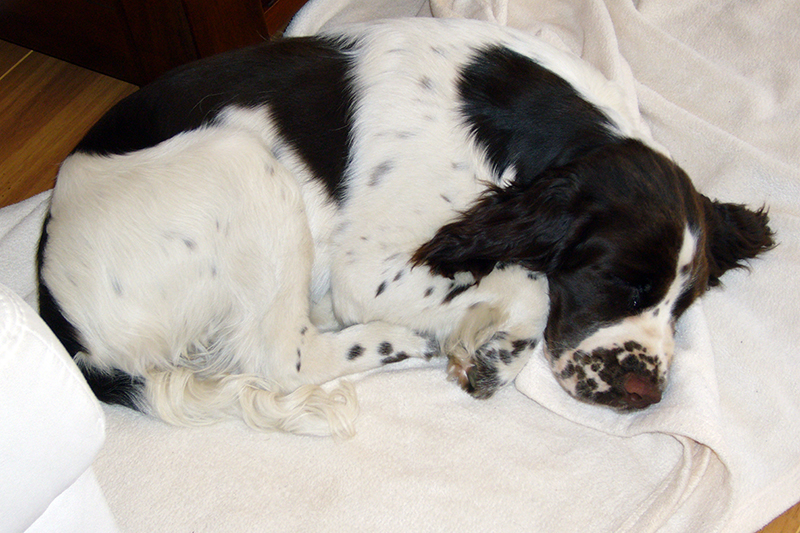 Springerspaniel Foto Hund