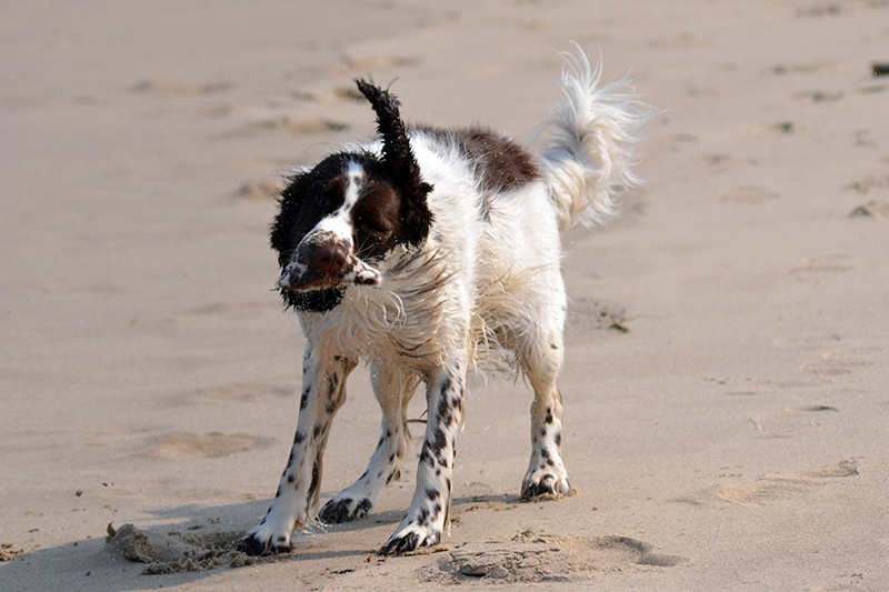 Springer Spaniel Hunde und Welpen