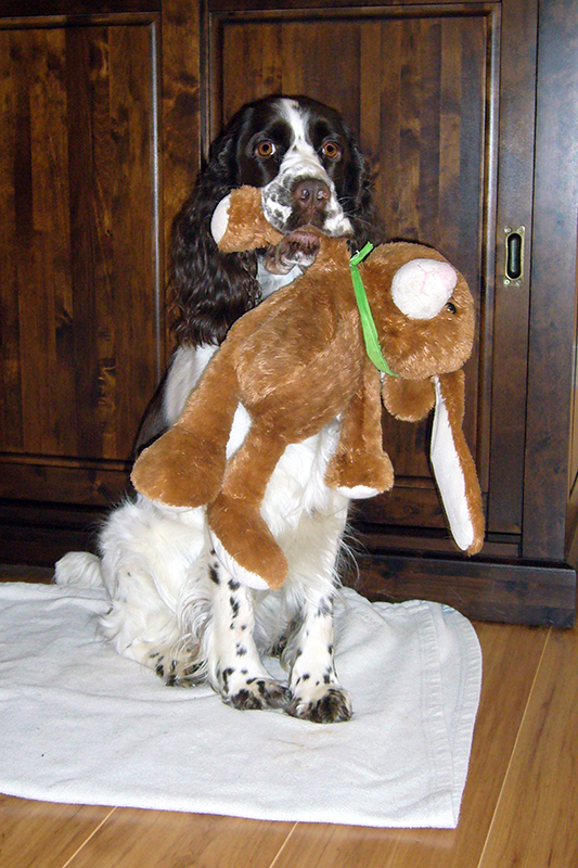 Springer Spaniel Hunde und Welpen