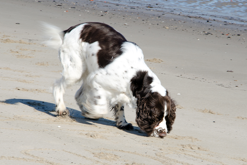 Springer Spaniel Hunde und Welpen