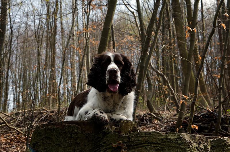 Springer Spaniel Hunde und Welpen