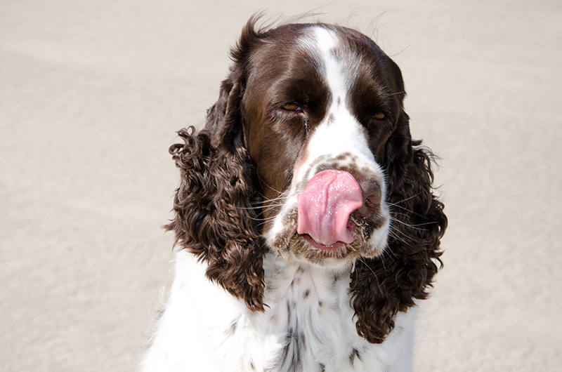 Springer Spaniel Hunde und Welpen